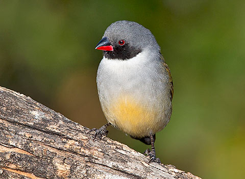 Swee Waxbill male